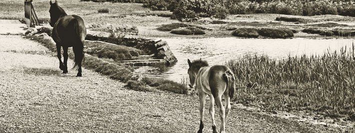 image of mare and foal - Stanpit Marsh ponies